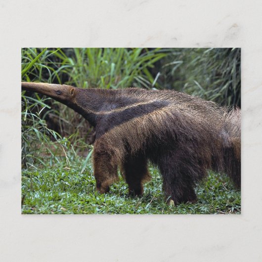 Giant anteater (Myrmecophaga tridactyla) Briefkaart (Voorkant)