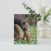 Giant anteater (Myrmecophaga tridactyla) Briefkaart (Staand voorkant)