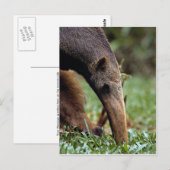 Giant anteater (Myrmecophaga tridactyla) Briefkaart (Voorkant / Achterkant)