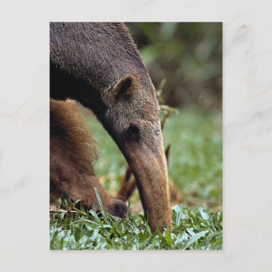 Giant anteater (Myrmecophaga tridactyla) Briefkaart (Voorkant)