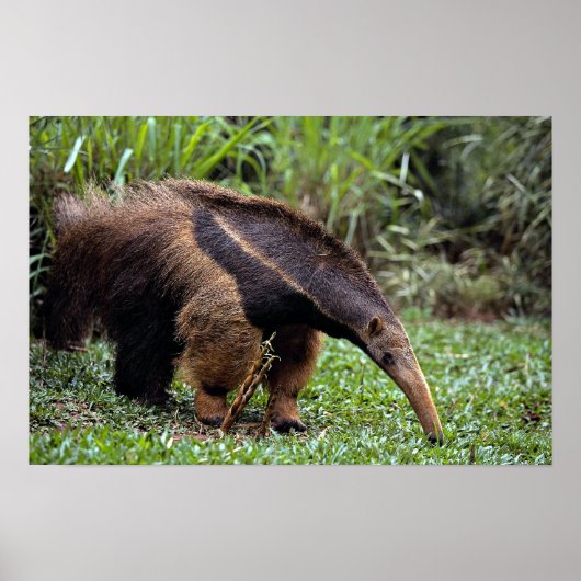 Giant anteater (Myrmecophaga tridactyla) Poster (Voorkant)