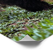 Giant anteater (Myrmecophaga tridactyla) Poster (Hoek)