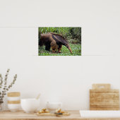 Giant anteater (Myrmecophaga tridactyla) Poster (Keuken)