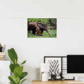Giant anteater (Myrmecophaga tridactyla) Poster (Thuiskantoor)