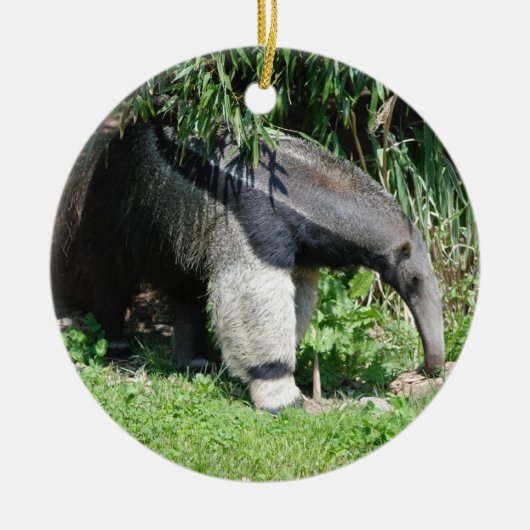 Giant Anteater Ornament (Voorkant)