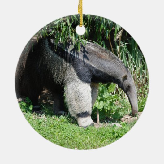 Giant Anteater Ornament (Achterkant)
