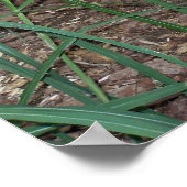 Giant Anteater Photo Poster (Hoek)