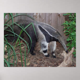 Giant Anteater Photo Poster