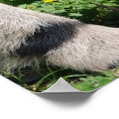 Giant Anteater Photo Poster Print (Hoek)