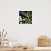 Giant Anteater Photo Poster Print (Keuken)