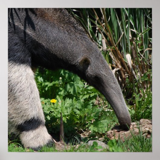 Giant Anteater Photo Poster Print (Voorkant)