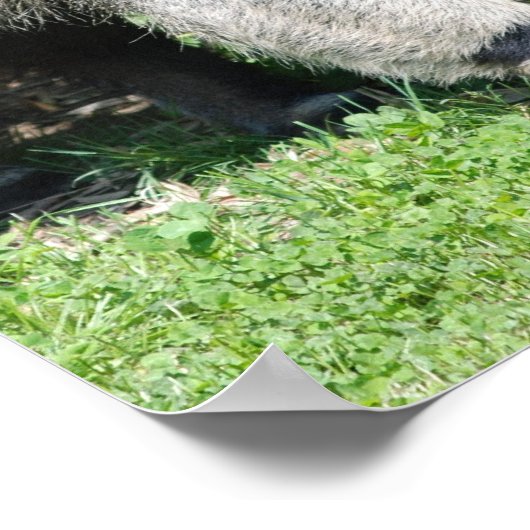 Giant Anteater Poster (Hoek)