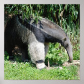 Giant Anteater Poster (Voorkant)