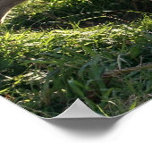 Giant Anteater Poster Print (Hoek)