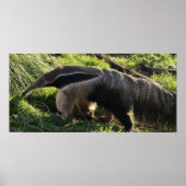 Giant Anteater Poster Print (Voorkant)