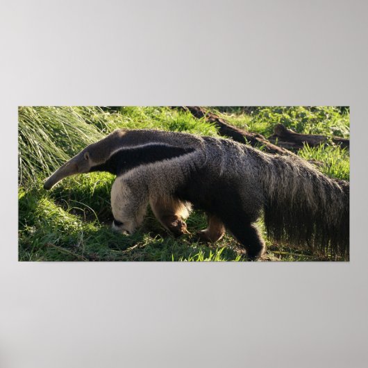 Giant Anteater Poster Print (Voorkant)