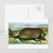 Giant Armadillo Briefkaart (Voorkant / Achterkant)