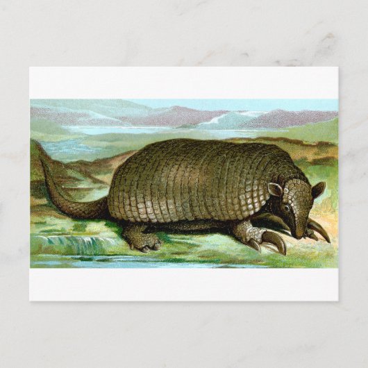 Giant Armadillo Briefkaart (Voorkant)