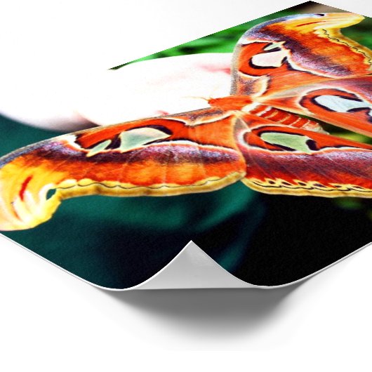 Giant Atlas Moth Poster (Hoek)