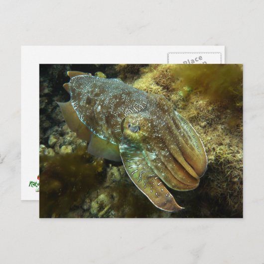 Giant Australian Cuttlefish Briefkaart (Voorkant / Achterkant)