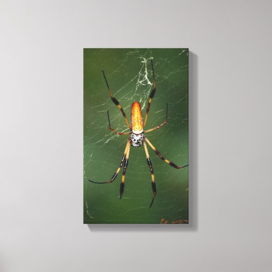 Giant Banana Spider canvas (Voorkant)