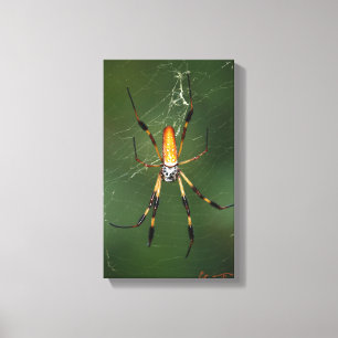 Giant Banana Spider canvas Afdruk