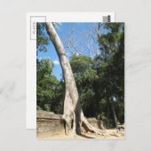 Giant Banyan Tree ... Ta Prohm Temple, Cambodja Briefkaart (Voorkant / Achterkant)