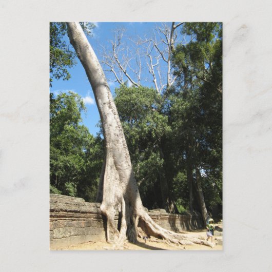 Giant Banyan Tree ... Ta Prohm Temple, Cambodja Briefkaart (Voorkant)