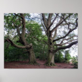 Giant Beech Trees Poster (Voorkant)