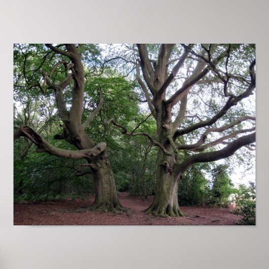 Giant Beech Trees Poster (Voorkant)