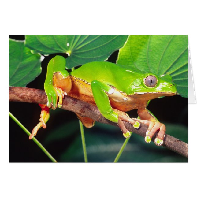 Giant Bicolor Monkey Treefrog, Phyllomedusa (Voorkant Horizontaal)