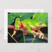 Giant Bicolor Monkey Treefrog, Phyllomedusa Briefkaart (Voorkant / Achterkant)