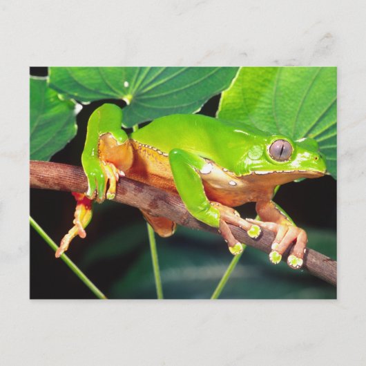 Giant Bicolor Monkey Treefrog, Phyllomedusa Briefkaart (Voorkant)