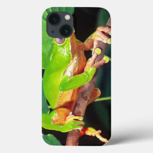 Giant Bicolor Monkey Treefrog, Phyllomedusa Case-Mate iPhone Case