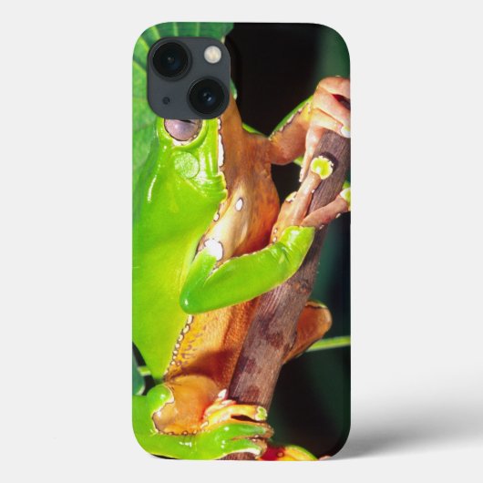 Giant Bicolor Monkey Treefrog, Phyllomedusa Case-Mate iPhone Case (Achterkant)