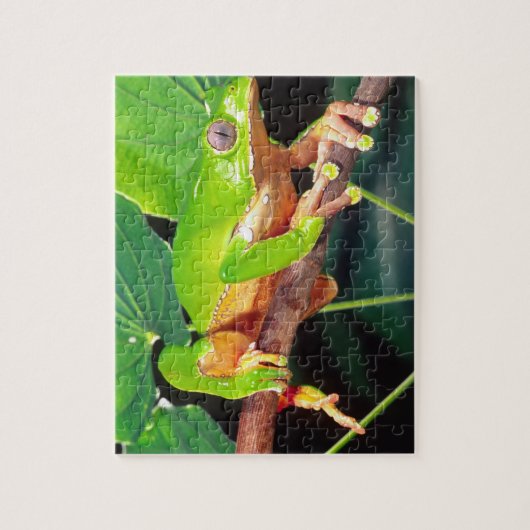 Giant Bicolor Monkey Treefrog, Phyllomedusa Legpuzzel (Verticaal)