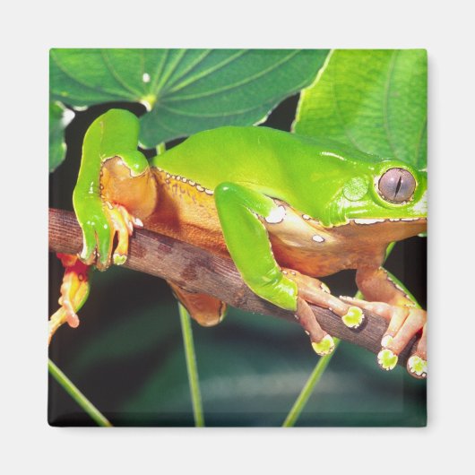 Giant Bicolor Monkey Treefrog, Phyllomedusa Magneet (Voorkant)