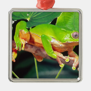 Giant Bicolor Monkey Treefrog, Phyllomedusa Metalen Ornament