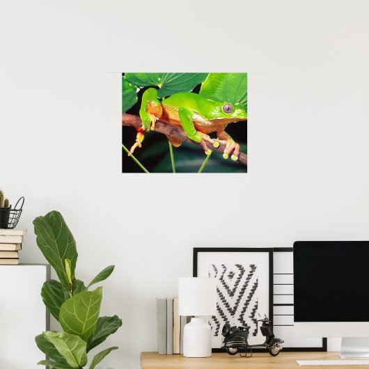 Giant Bicolor Monkey Treefrog, Phyllomedusa Poster (Thuiskantoor)
