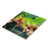 Giant Bicolor Monkey Treefrog, Phyllomedusa Tegeltje (Zijkant)