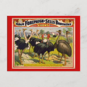Giant Birds Circus Poster - Forepaugh en Sells Briefkaart