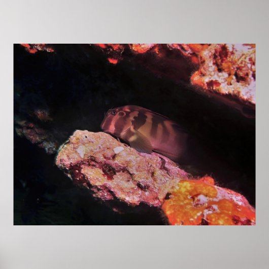 Giant Blenny Poster (Voorkant)