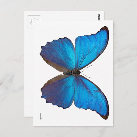 Giant Blue Morpho Butterfly Briefkaart (Voorkant / Achterkant)