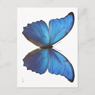Giant Blue Morpho Butterfly Briefkaart