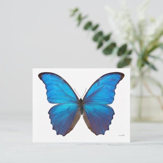 Giant Blue Morpho Butterfly Briefkaart (Staand voorkant)