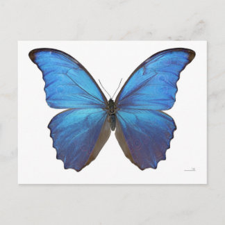 Giant Blue Morpho Butterfly Briefkaart