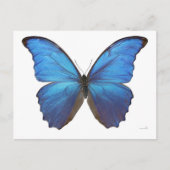 Giant Blue Morpho Butterfly Briefkaart (Voorkant)
