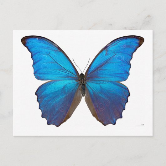 Giant Blue Morpho Butterfly Briefkaart (Voorkant)