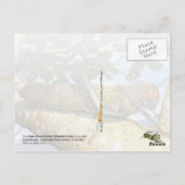 Giant Brown Cricket, Nationaal Park Corcovado Briefkaart (Achterkant)