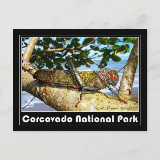Giant Brown Cricket, Nationaal Park Corcovado Briefkaart (Voorkant)